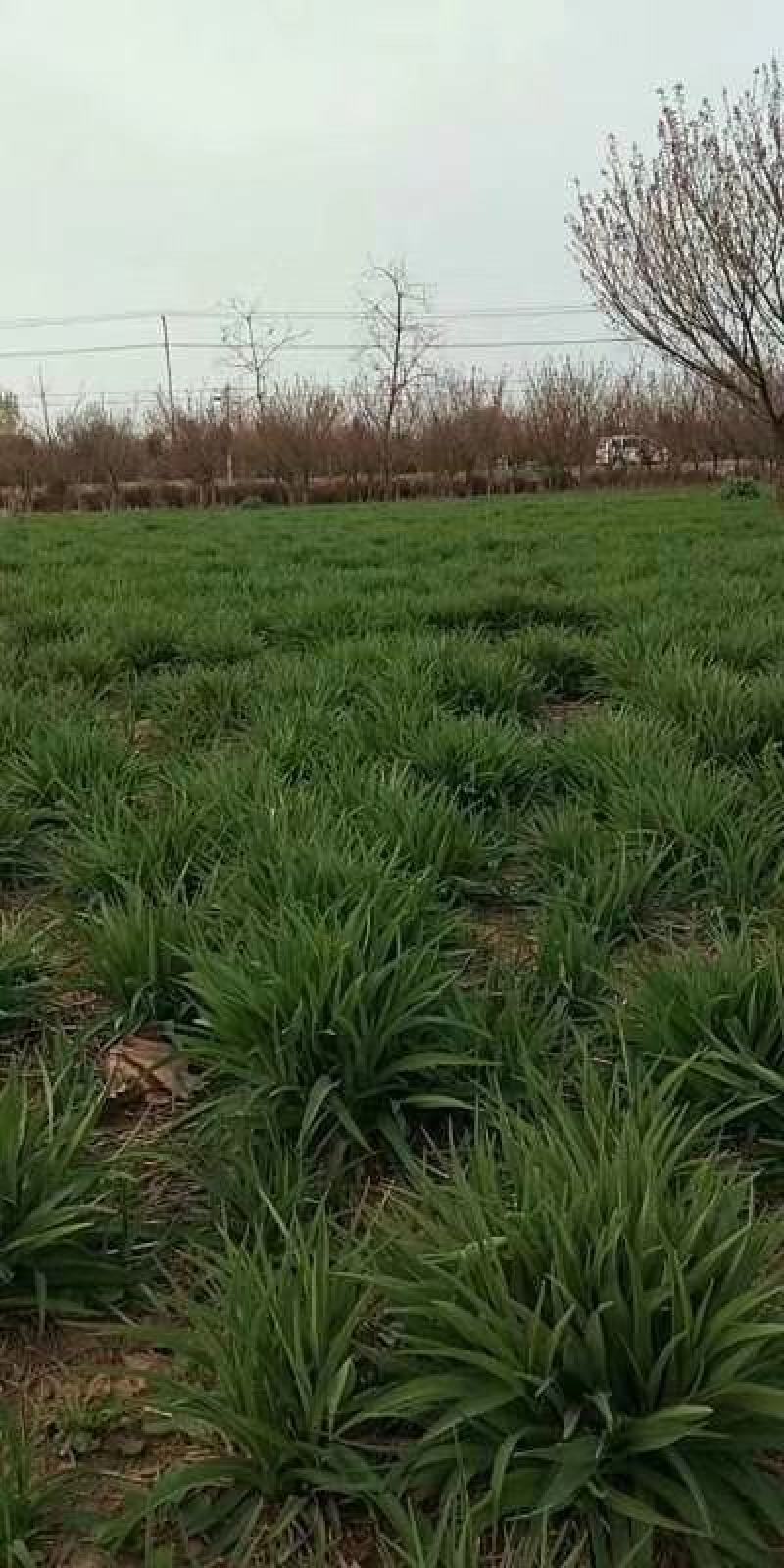 金娃娃萱草大量苗圃出售价格低质量好无中介
