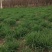 金娃娃萱草大量苗圃出售价格低质量好无中介