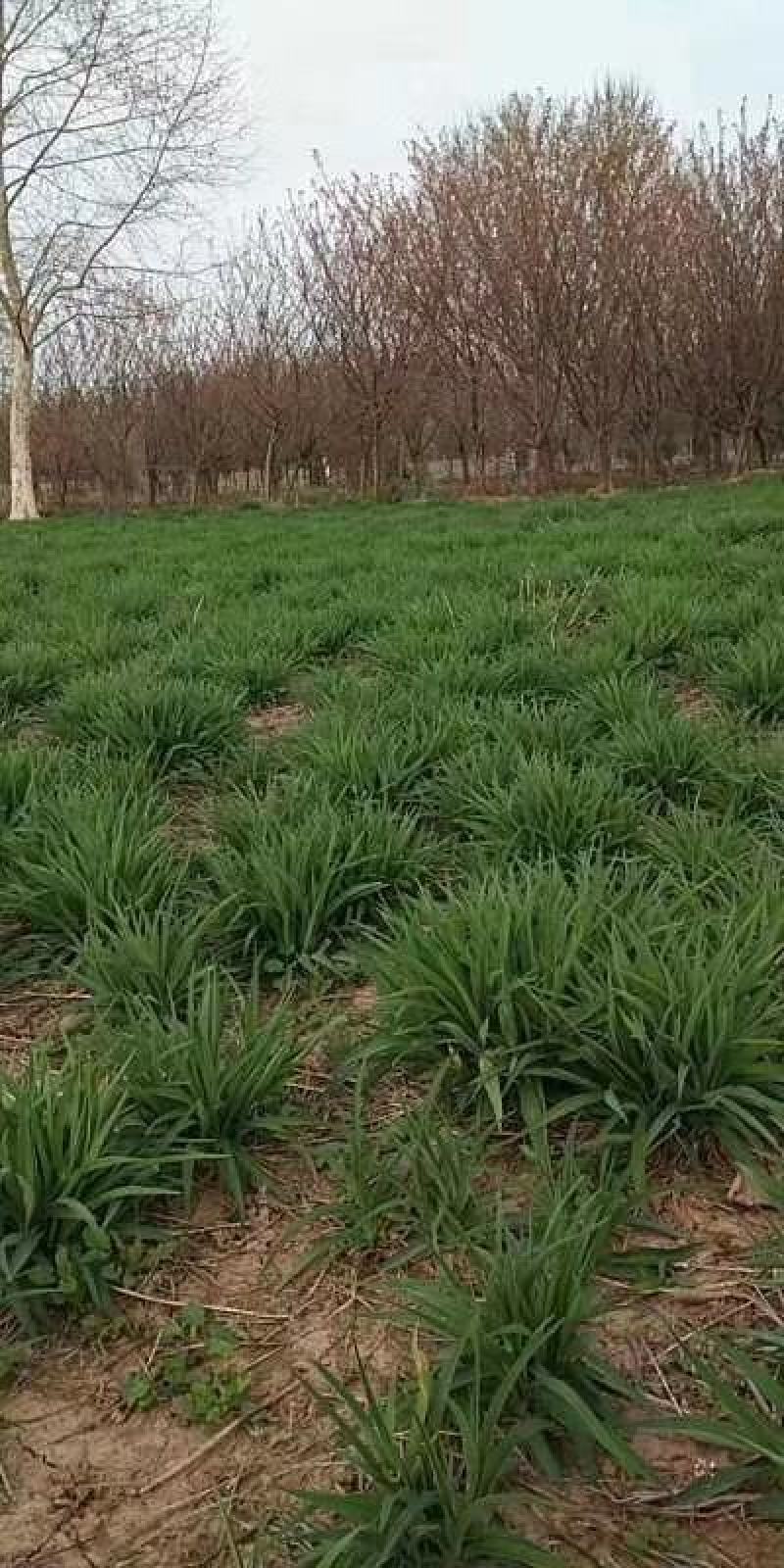 金娃娃萱草大量苗圃出售价格低质量好无中介