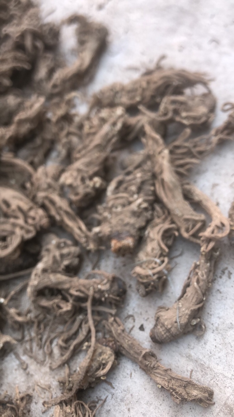 甘肃干独活，干度，颜色，含量，精选