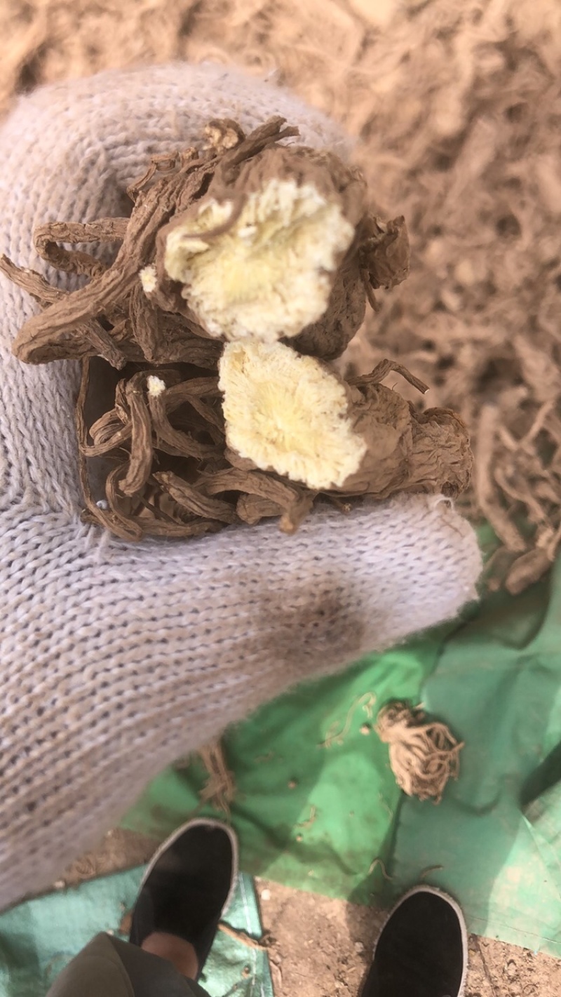 甘肃干独活，干度，颜色，含量，精选