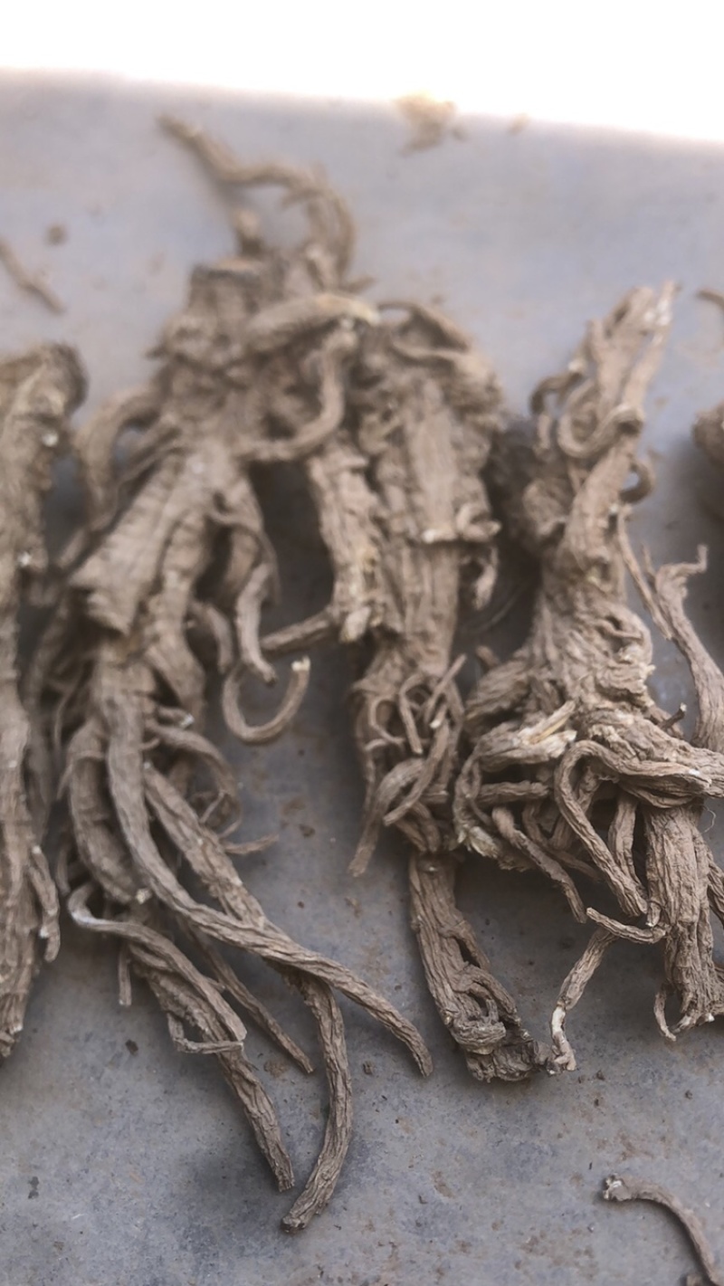 甘肃干独活，干度，颜色，含量，精选