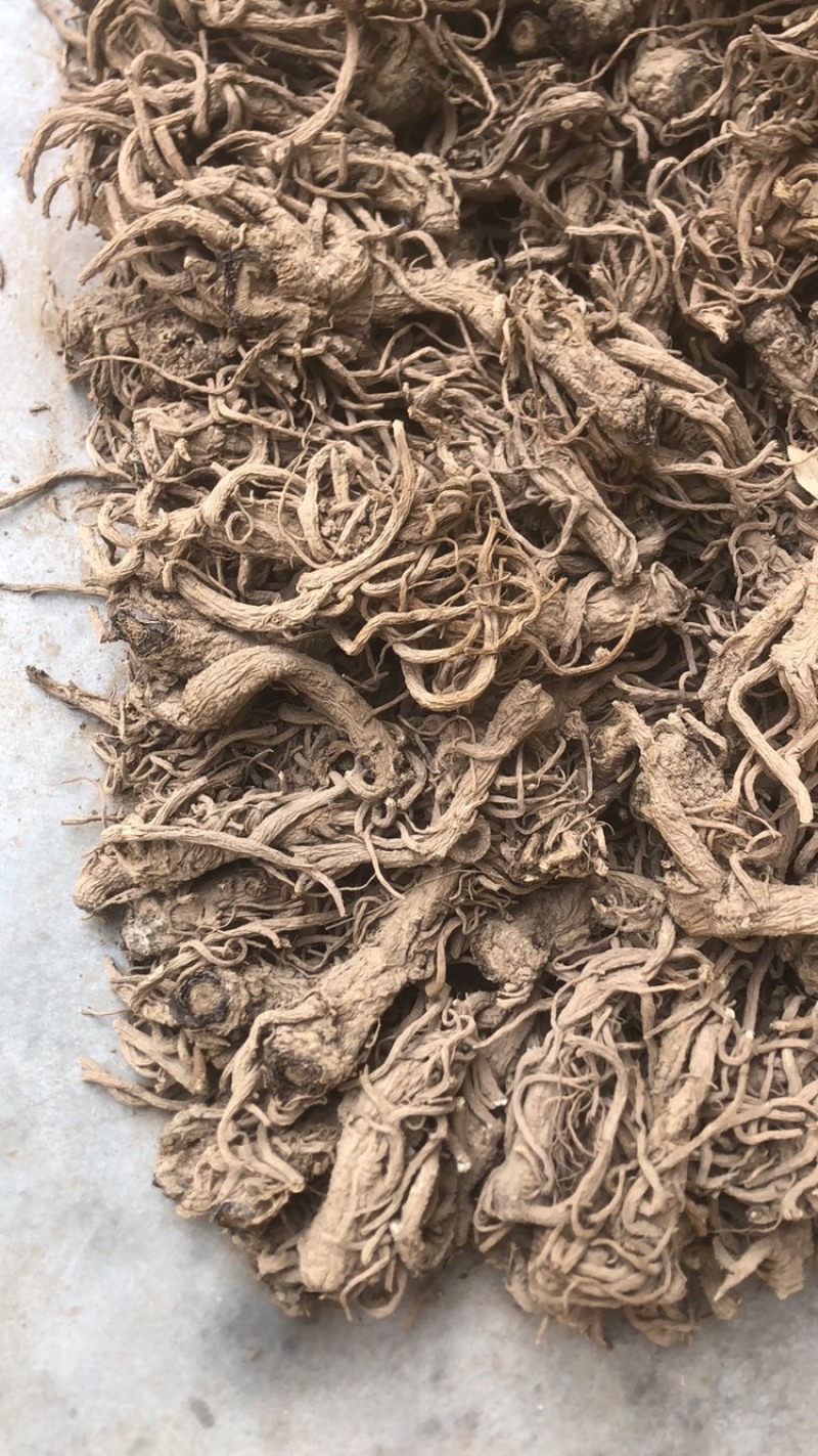 甘肃干独活，干度，颜色，含量，精选