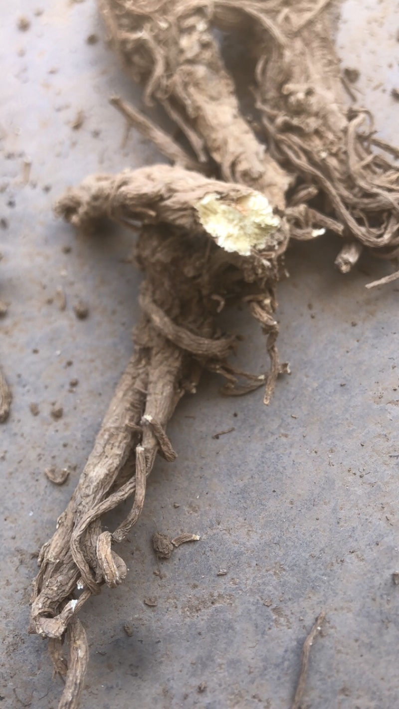 甘肃干独活，干度，颜色，含量，精选