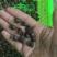 湖北监利淡水螺蛳，米螺籽螺，饲料螺，水蛭开口料，螃蟹养殖