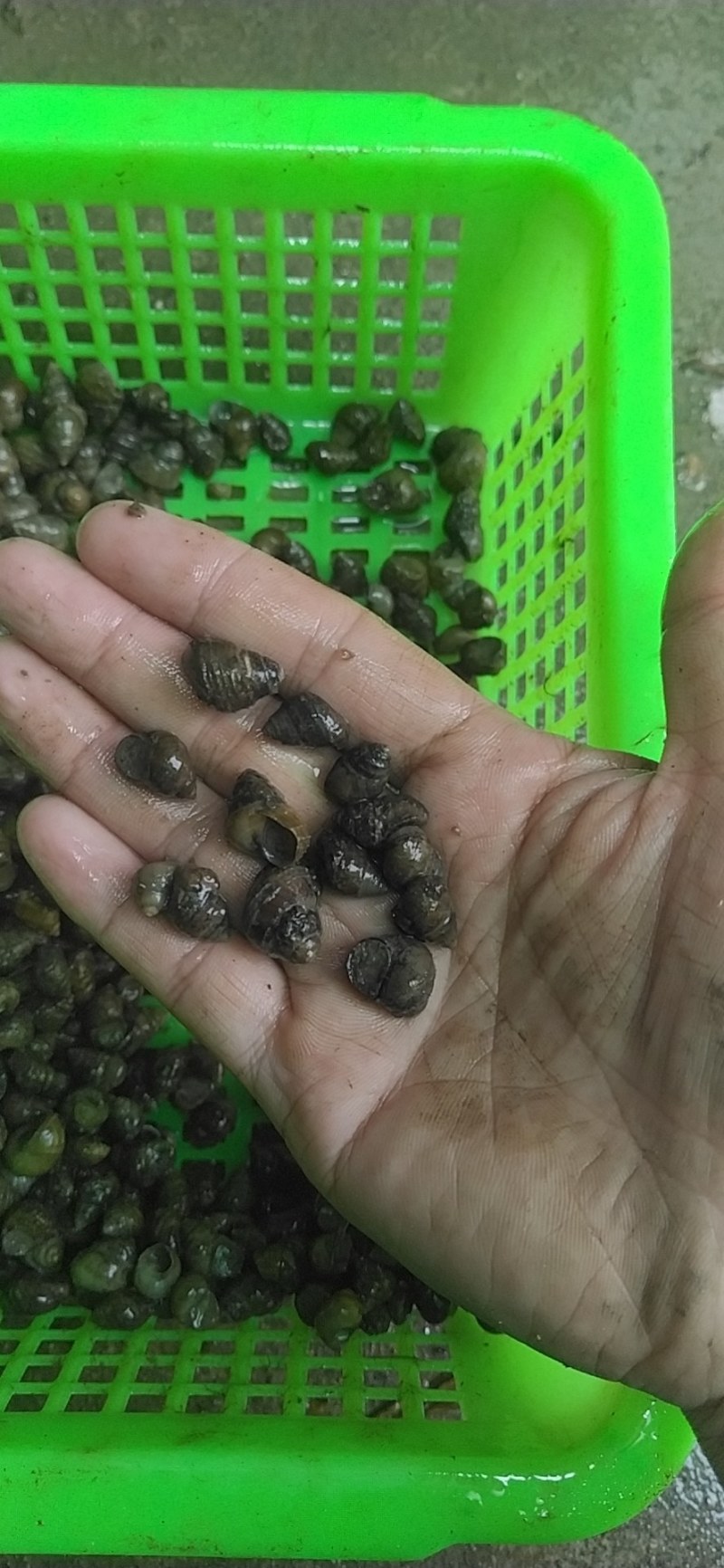 湖北监利淡水螺蛳，米螺籽螺，饲料螺，水蛭开口料，螃蟹养殖