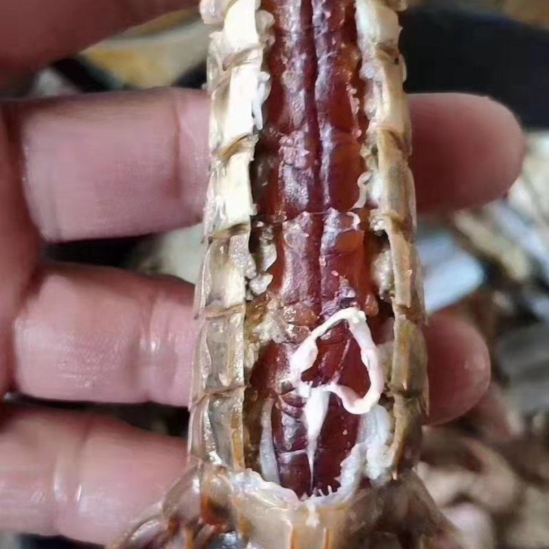 皮皮虾琵琶虾食用冻虾熟冻皮皮虾一手货一件代发
