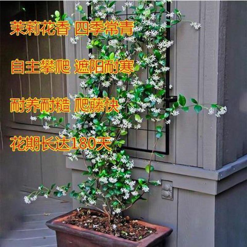 风车茉莉大苗庭院爬藤遮阳花架植物四季常青开花浓香耐寒