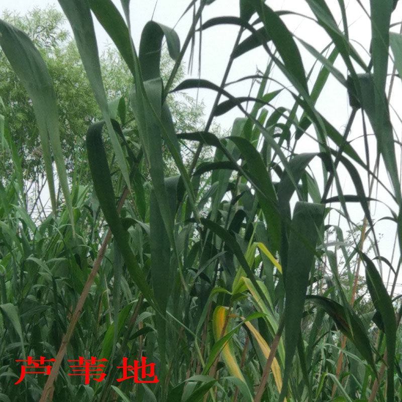长江芦苇叶