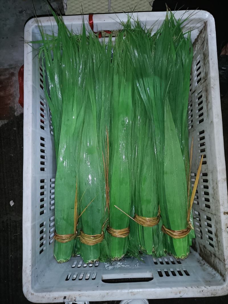 长江芦苇叶