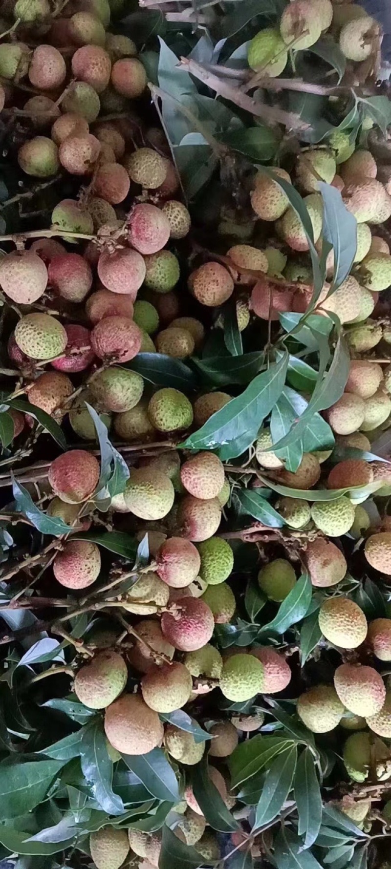 三月红荔枝，产地直销，质量ok，职业代办，