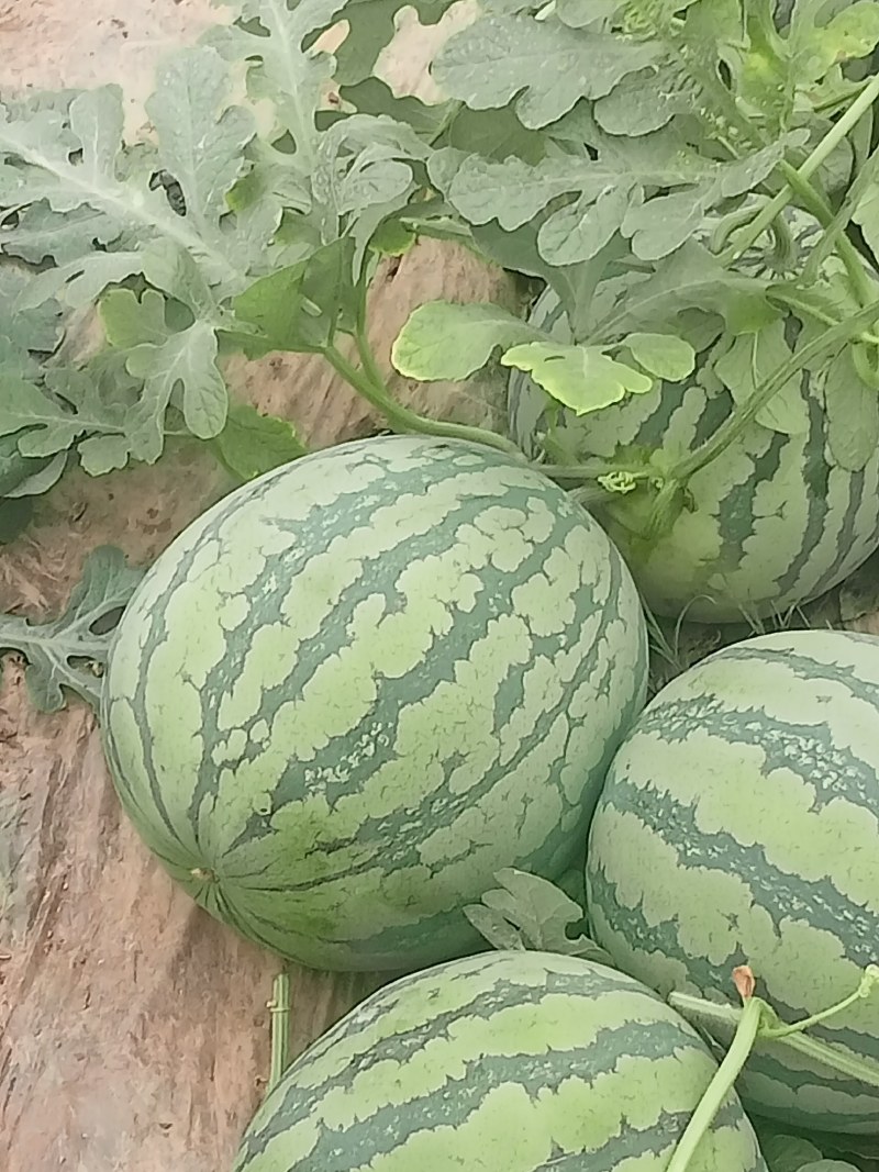 西瓜8424成熟了，皮薄肉甜需要的老板联系我质量三包