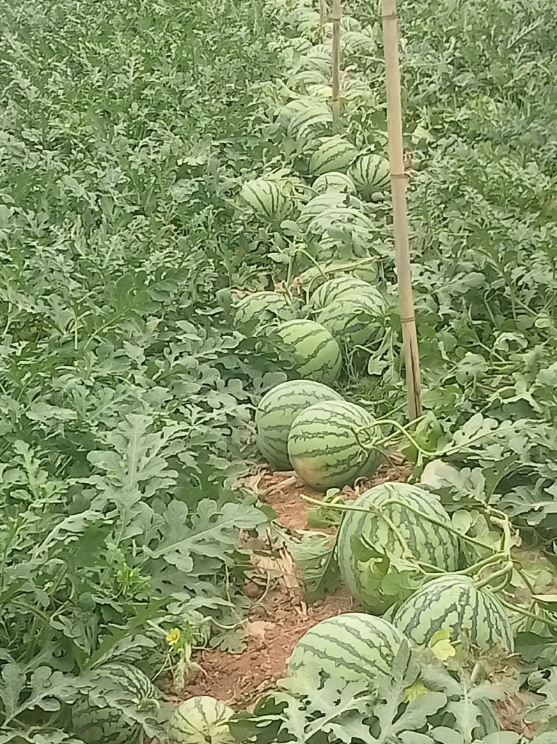 西瓜8424成熟了，皮薄肉甜需要的老板联系我质量三包
