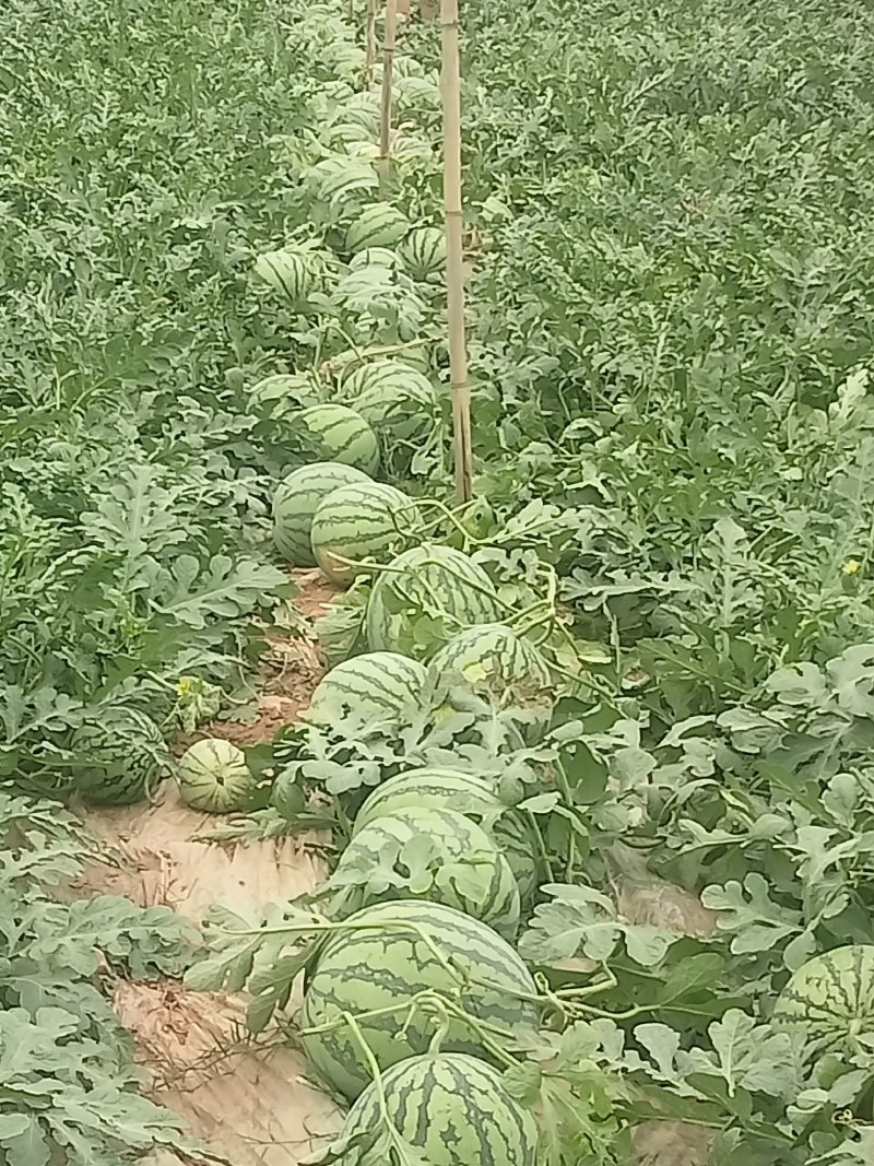 西瓜8424成熟了，皮薄肉甜需要的老板联系我质量三包