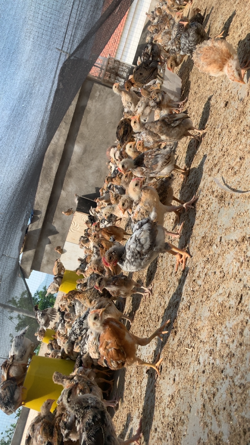 脱温土鸡苗，疫苗齐全包成活，恶略环境下抗病能力强