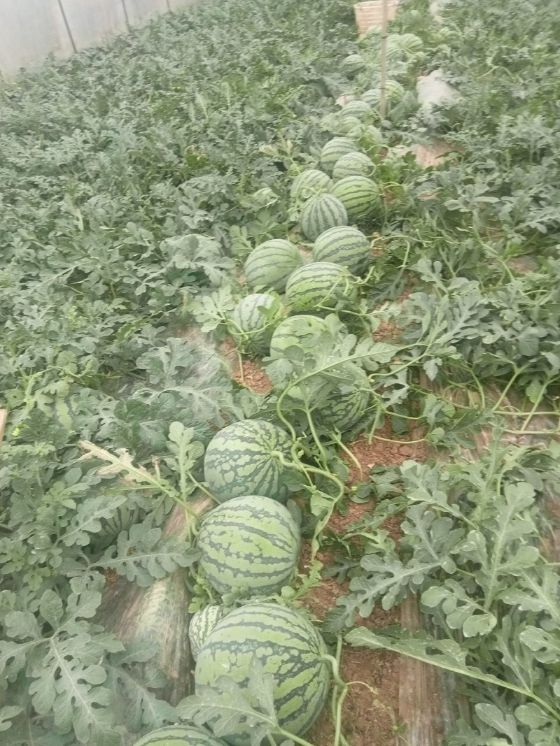 西瓜8424成熟了，皮薄肉甜需要的老板联系我质量三包