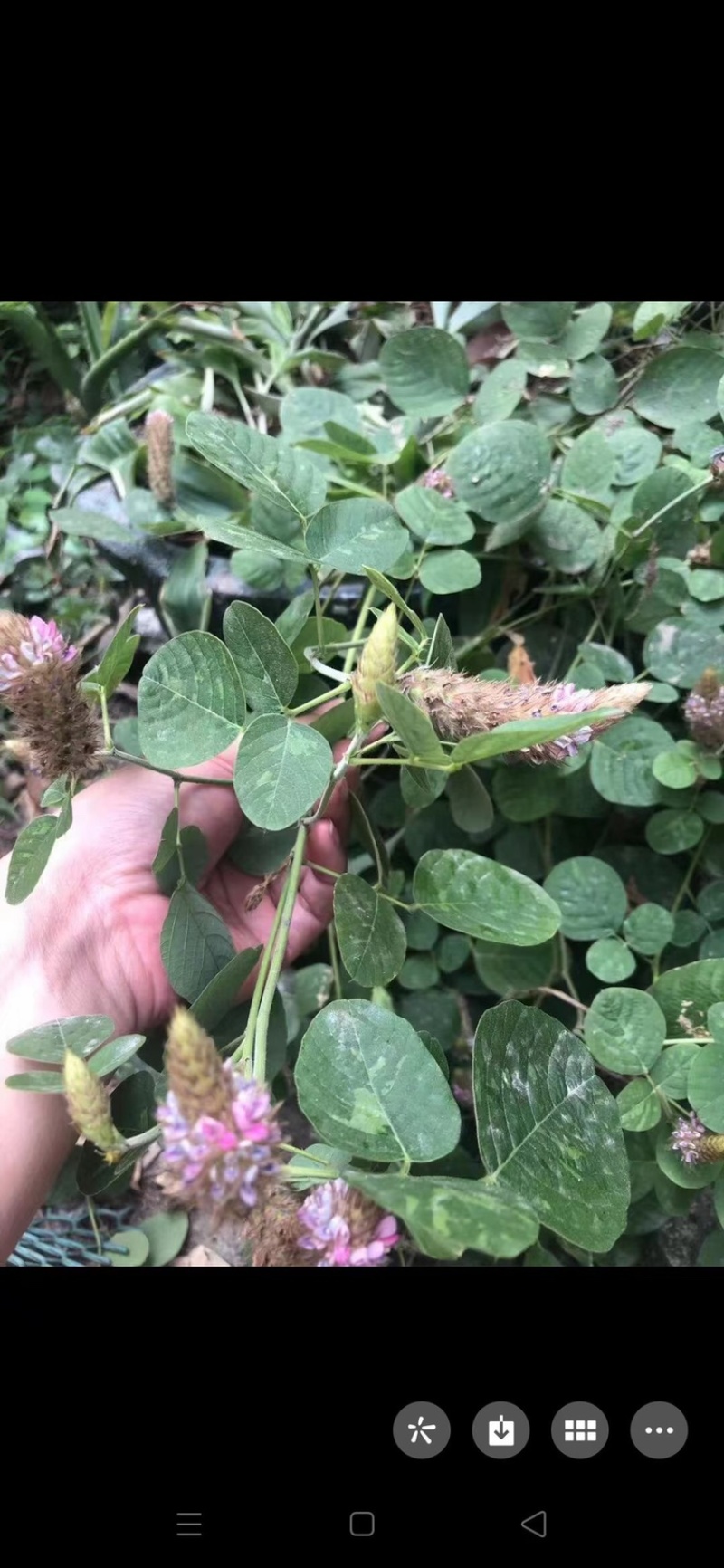 狸尾草干货青绿，目前花球还没长出来的
