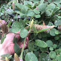 狸尾草干货青绿，目前花球还没长出来的