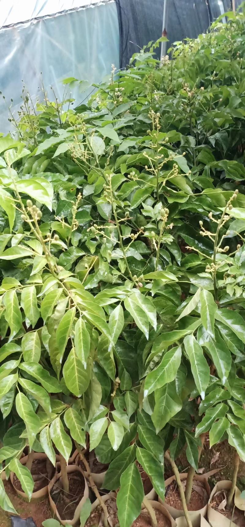 紫肉黄皮果苗，结出的果香肉甜，发展前景大