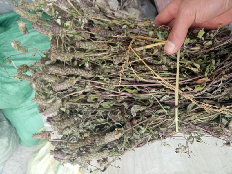 夏枯草夏枯球