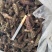 夏枯草夏枯球