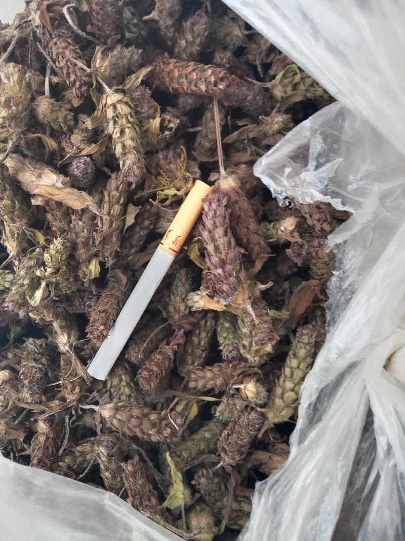 夏枯草夏枯球