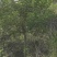 5公分黄花槐