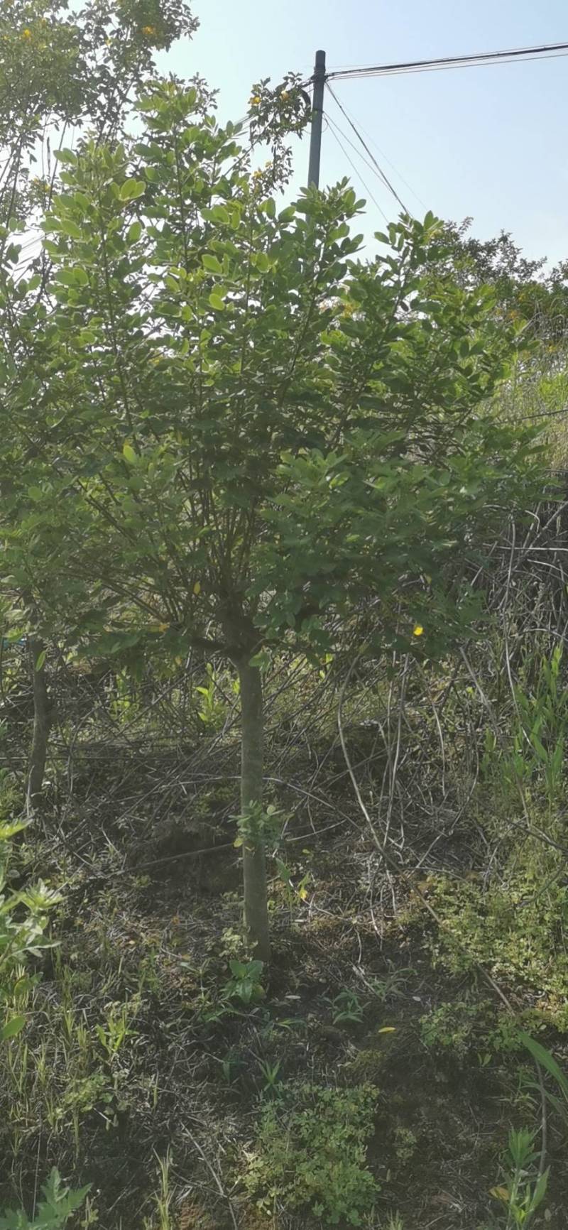 5公分黄花槐