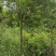 5公分黄花槐