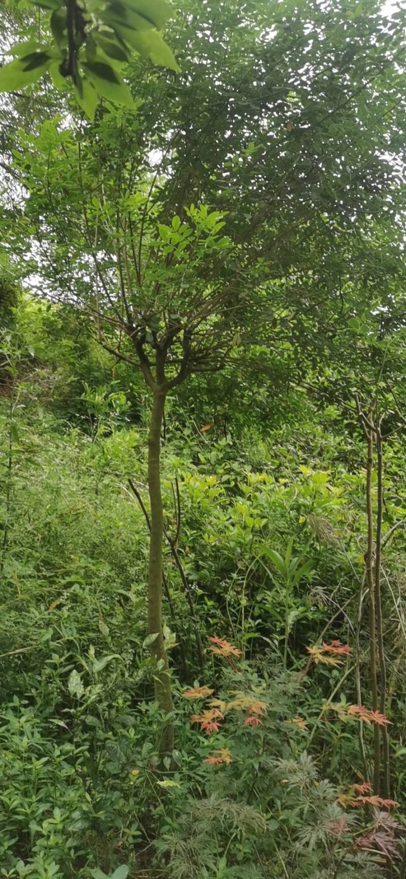 5公分黄花槐