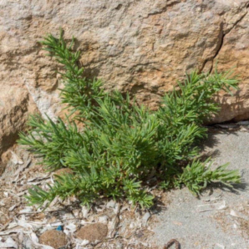 碱蓬种子，翅碱蓬卤蓬碱蓬草春季秋季碱蓬籽春季秋季防风固土