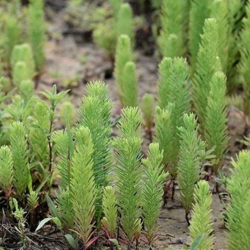 碱蓬种子，翅碱蓬卤蓬碱蓬草春季秋季碱蓬籽春季秋季防风固土