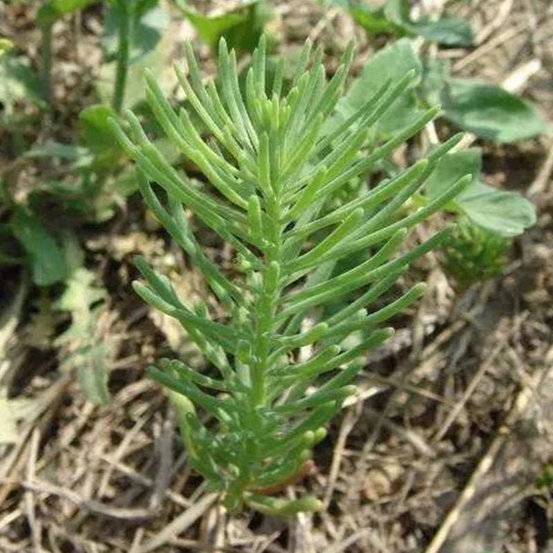 碱蓬种子，翅碱蓬卤蓬碱蓬草春季秋季碱蓬籽春季秋季防风固土