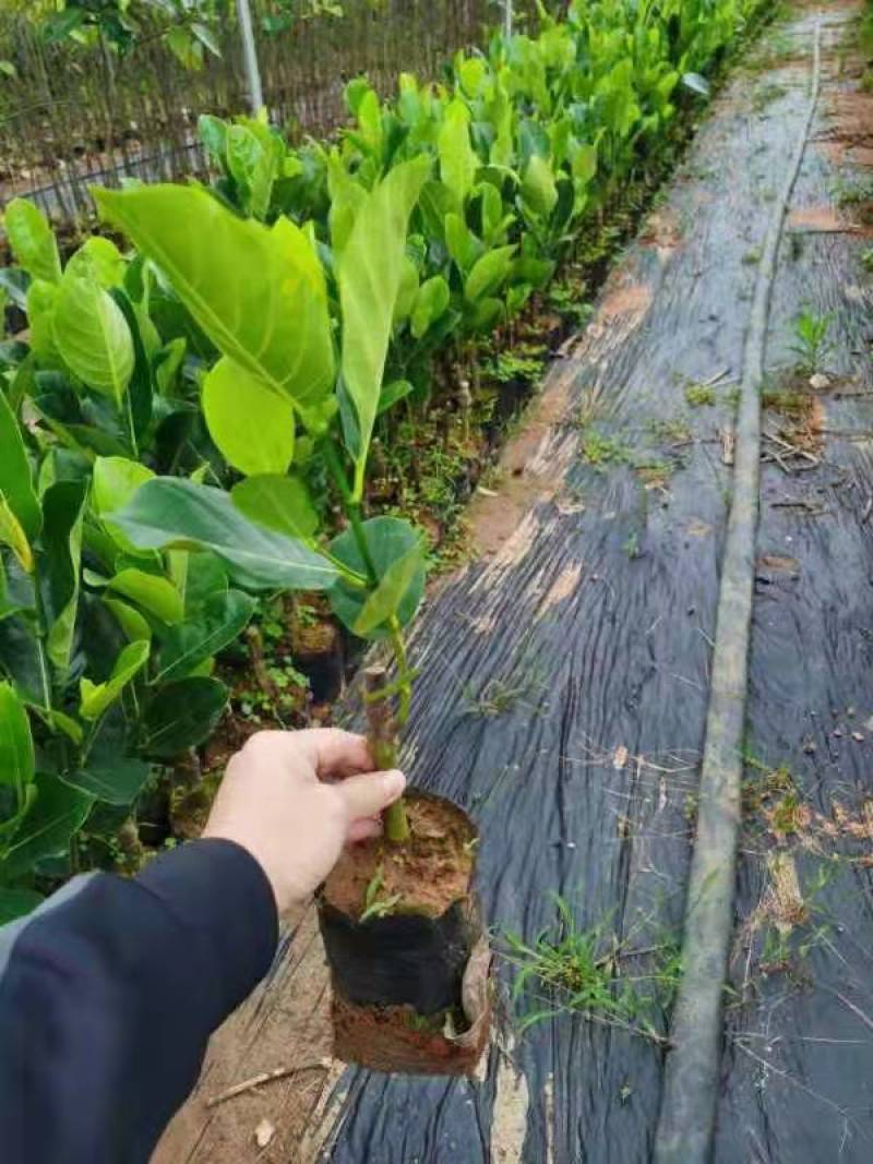 红肉菠萝蜜12号苗，泰国8号菠萝蜜苗