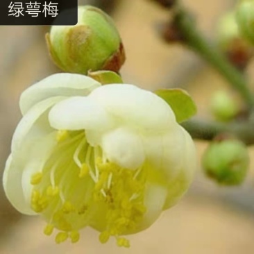 江苏梅花树苗骨里红红梅玉蝶宫粉绿梅1到15公分