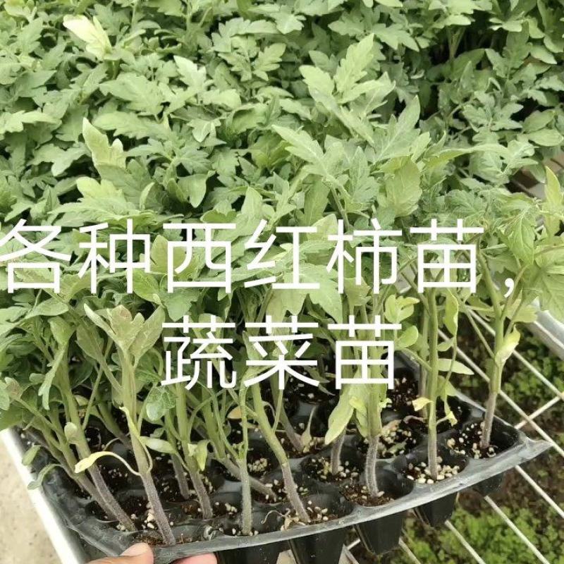 西红柿苗抗病，抗病毒大棚，陆地均可种植保证品质口感好