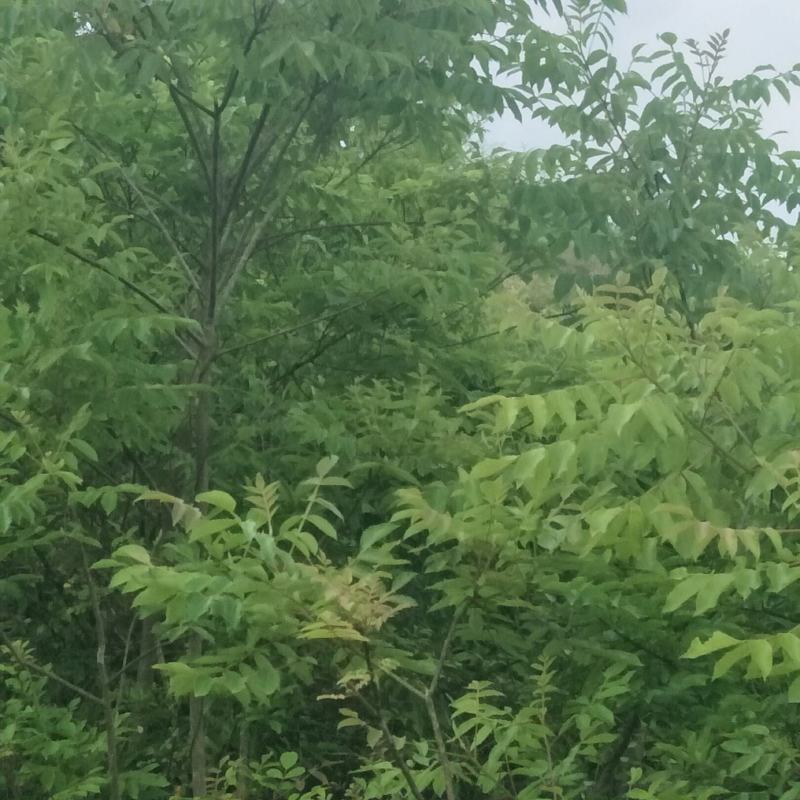 五倍子苗，盐肤木苗，自然生长，可荒山绿化，蜜源植物，耐旱