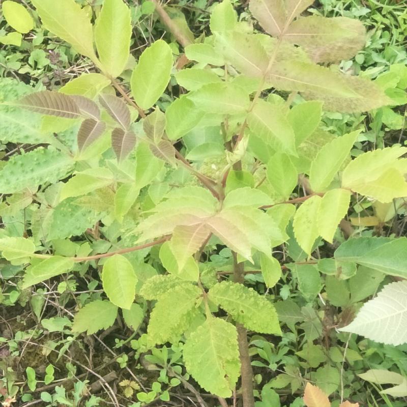 五倍子苗，盐肤木苗，自然生长，可荒山绿化，蜜源植物，耐旱