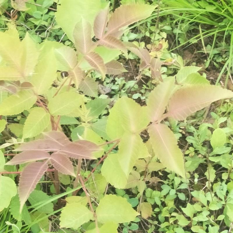五倍子苗，盐肤木苗，自然生长，可荒山绿化，蜜源植物，耐旱