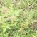 五倍子苗，盐肤木苗，自然生长，可荒山绿化，蜜源植物，耐旱