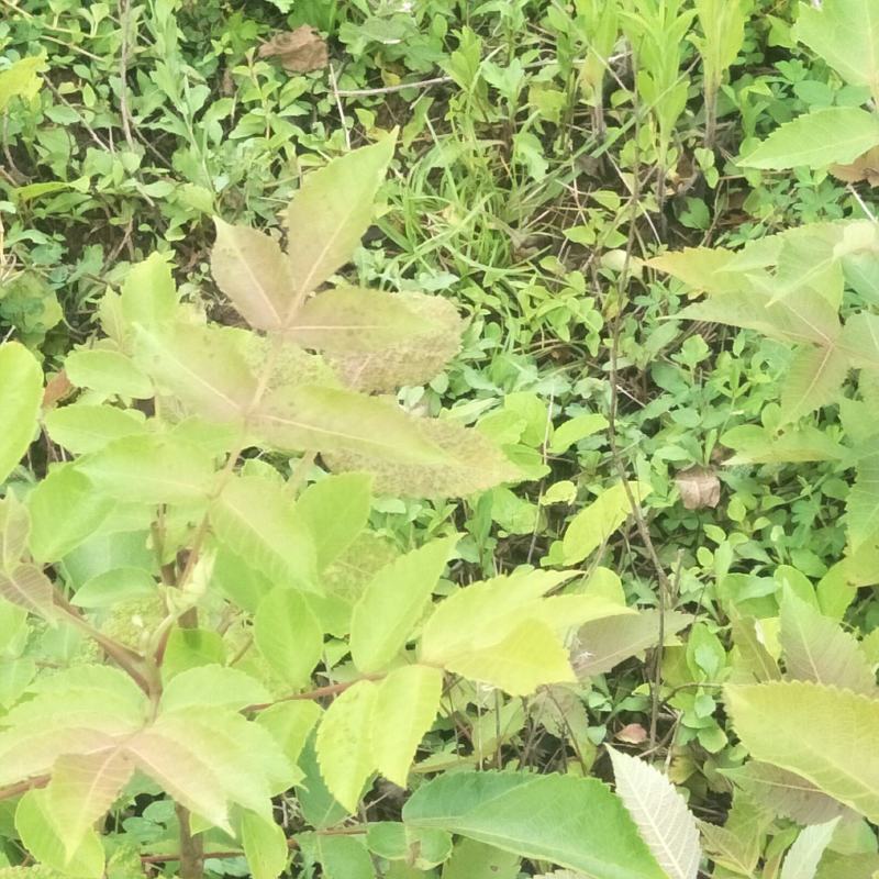 五倍子苗，盐肤木苗，自然生长，可荒山绿化，蜜源植物，耐旱