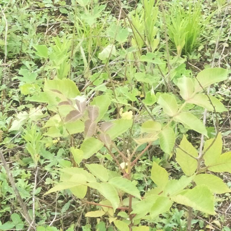 五倍子苗，盐肤木苗，自然生长，可荒山绿化，蜜源植物，耐旱