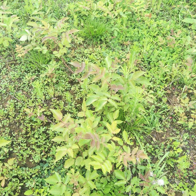五倍子苗，盐肤木苗，自然生长，可荒山绿化，蜜源植物，耐旱