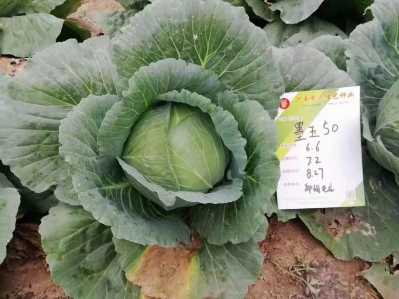 西红柿苗抗病，抗病毒大棚，陆地均可种植保证品质口感好