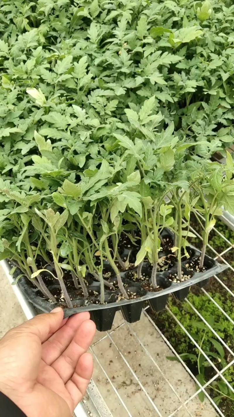 西红柿苗抗病，抗病毒大棚，陆地均可种植保证品质口感好