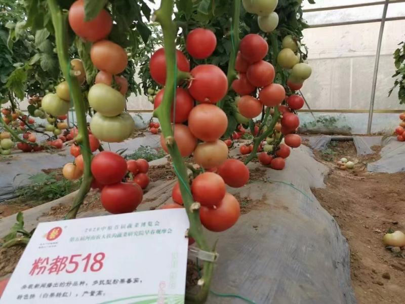 西红柿苗抗病，抗病毒大棚，陆地均可种植保证品质口感好