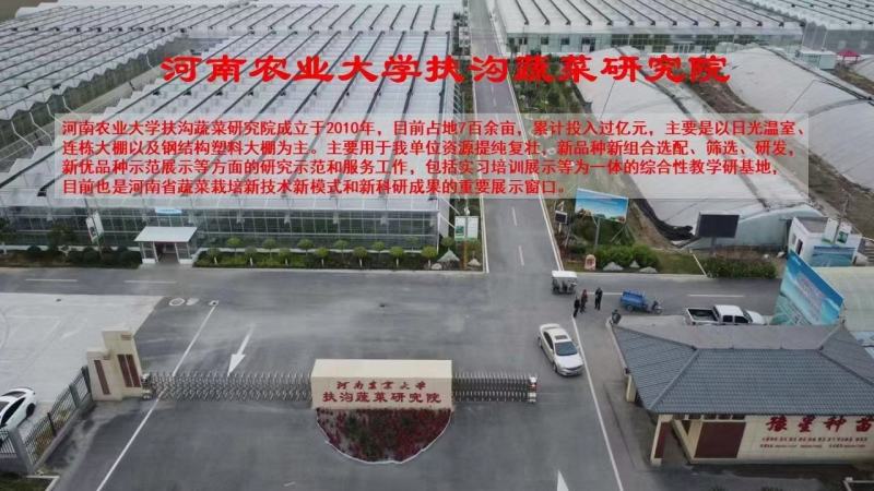 西红柿苗抗病，抗病毒大棚，陆地均可种植保证品质口感好