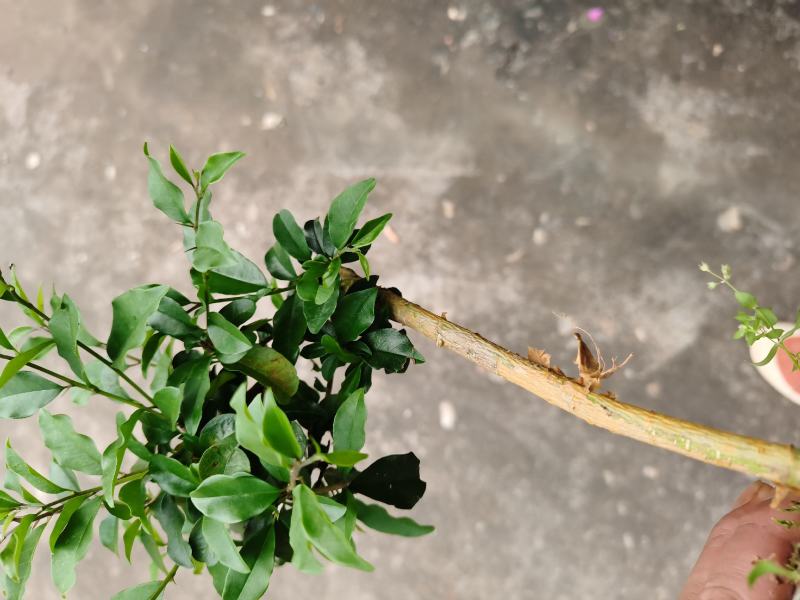 穿破石根