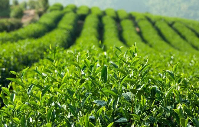 茶园土壤检测实验图