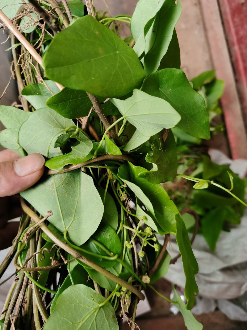 千金藤叶含根现釆现发！老根茎可扦插种植！